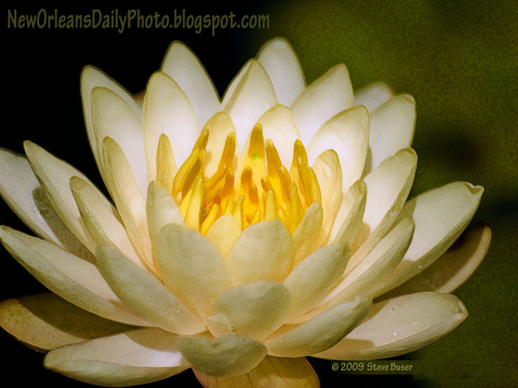 New Orleans Daily Photo What a lily..